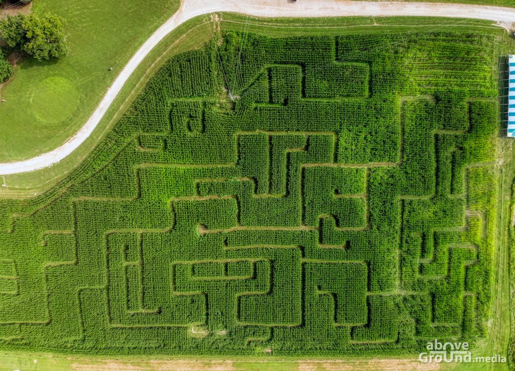 Corn Maze