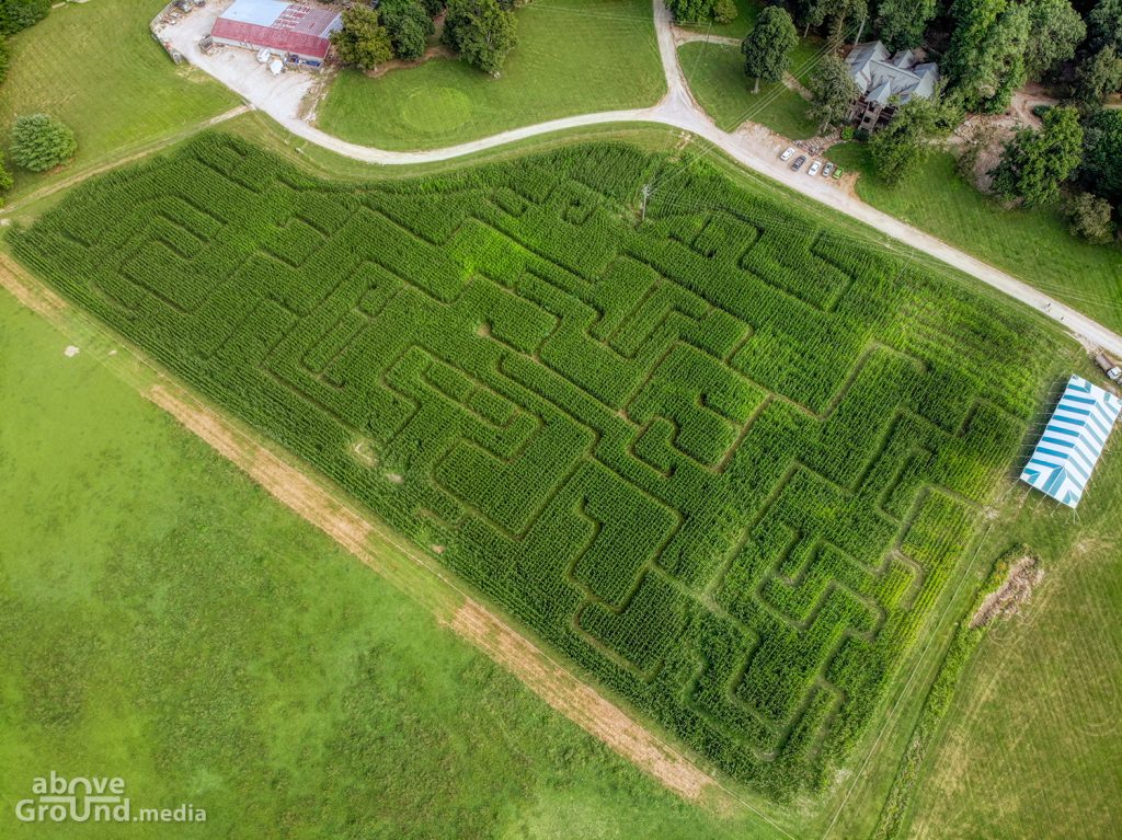 Corn Maze