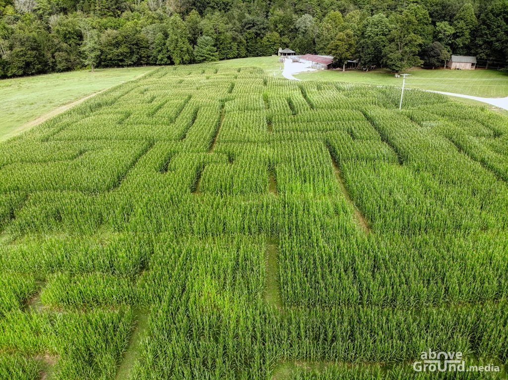 Corn Maze
