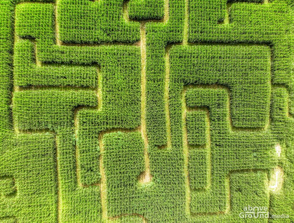 Corn Maze
