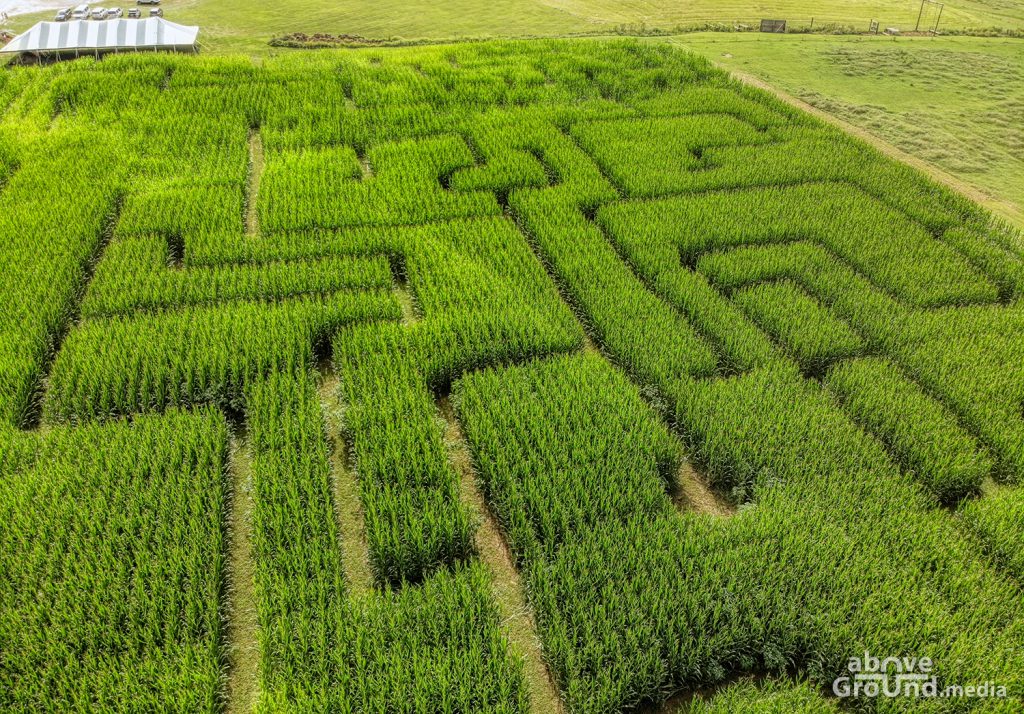 Corn Maze